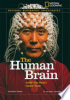 The_human_brain