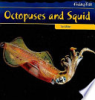 Octopuses_and_squid