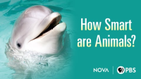 NOVA_ScienceNow_-_How_Smart_are_Animals_