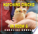 Hatching_chicks_in_room_6