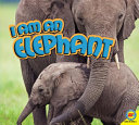 I_am_an_elephant