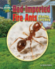 Red_imported_fire_ants