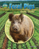 Feral_pigs